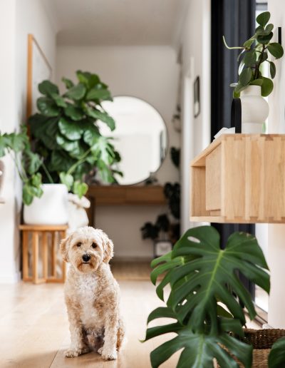 Alfie in beautifully designed entrance of new home in Perth